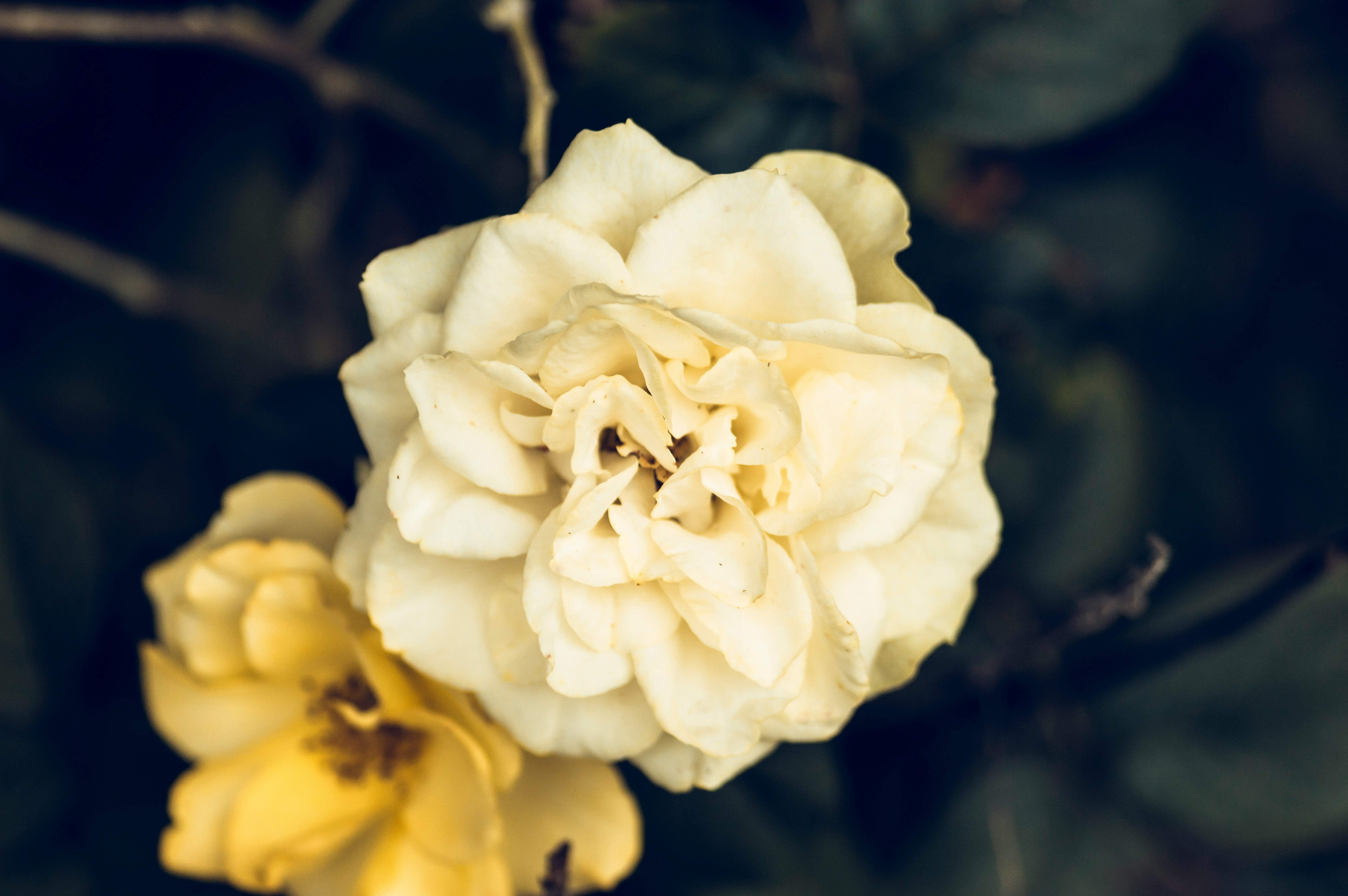 two flowers yellow and beige - Photo by D.H.F edits on Unsplash