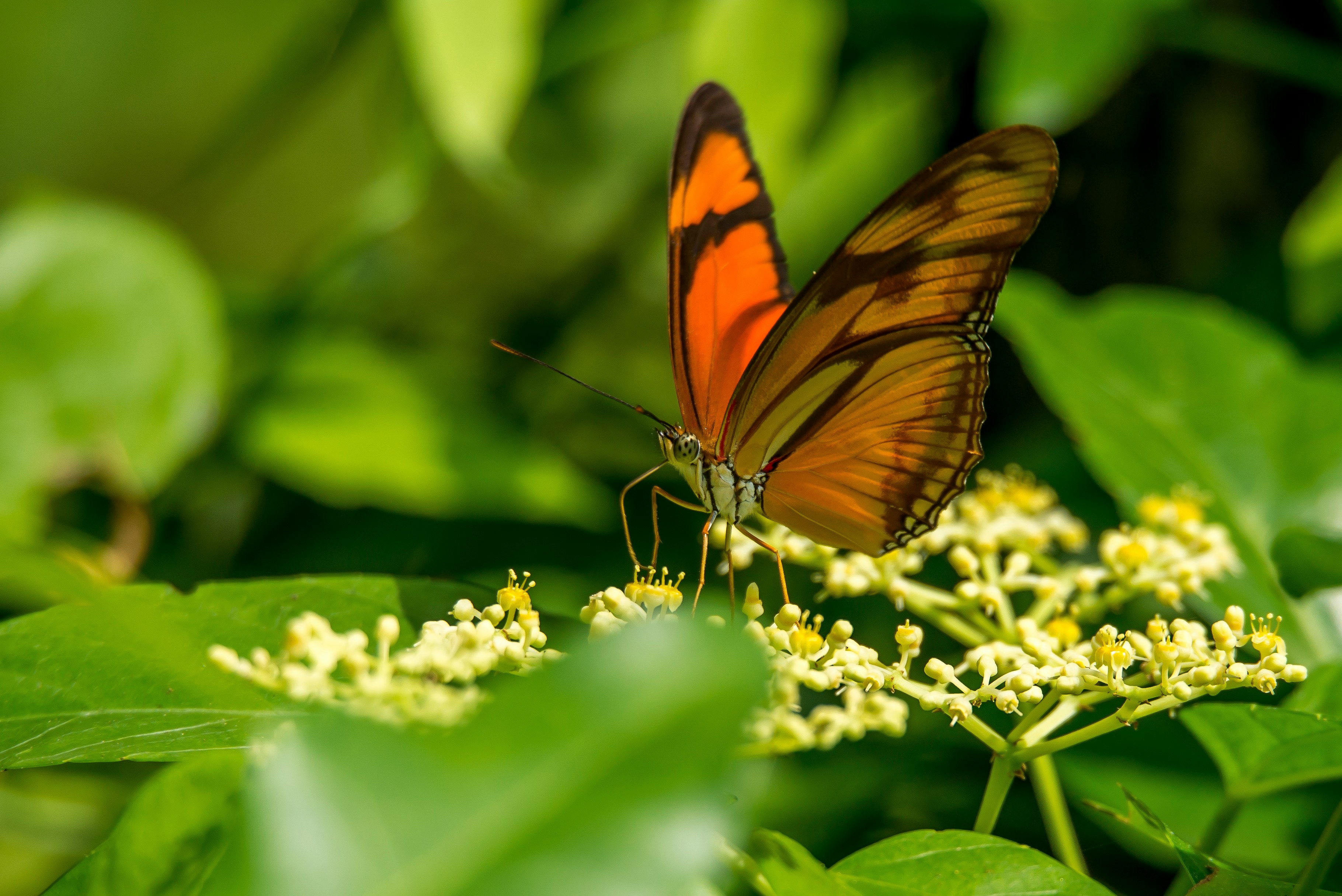 orange butterfly on a plant