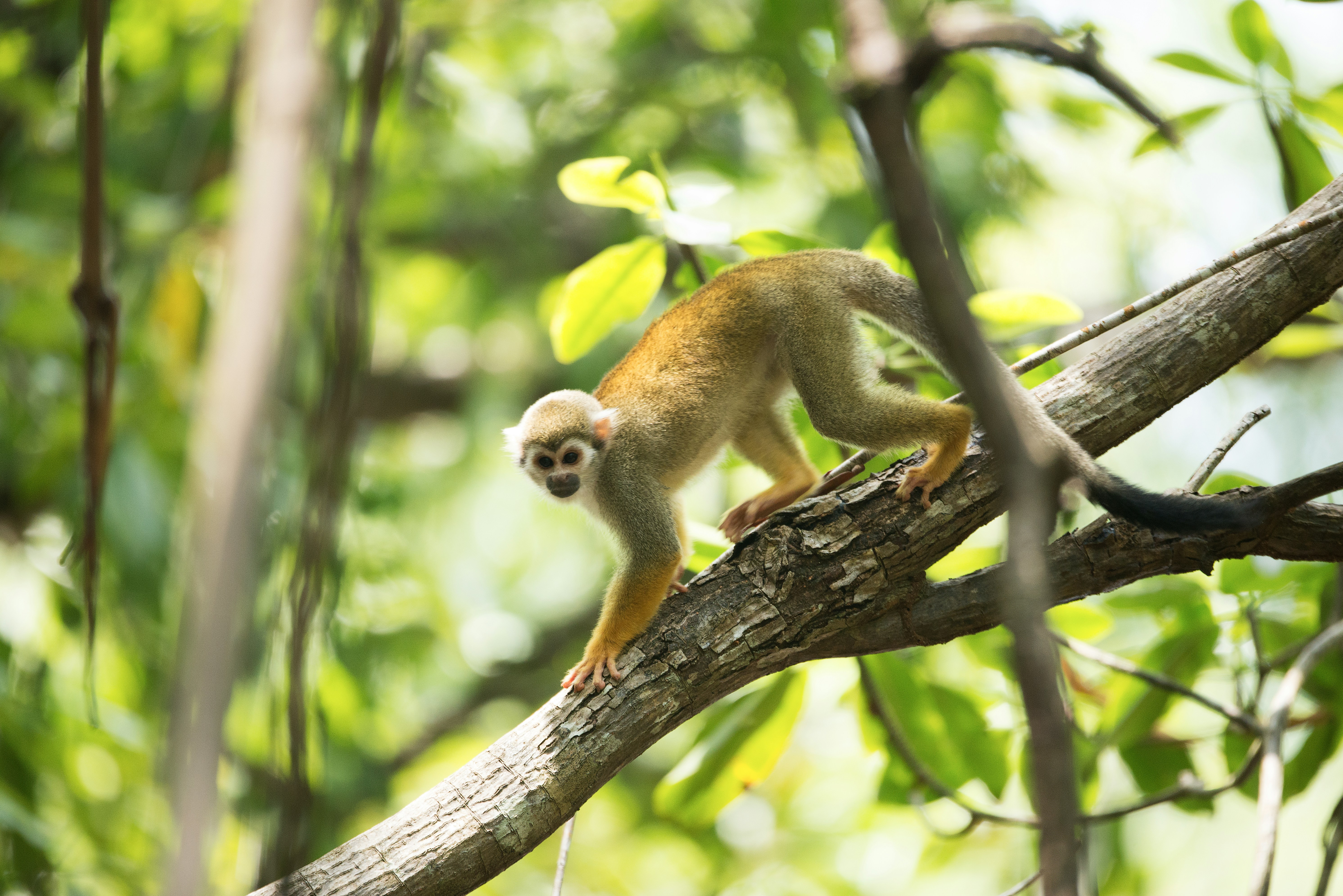 monkey in a tree - Photo by Vincent van Zalinge on Unsplash